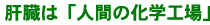 肝臓は人間の化学工場
